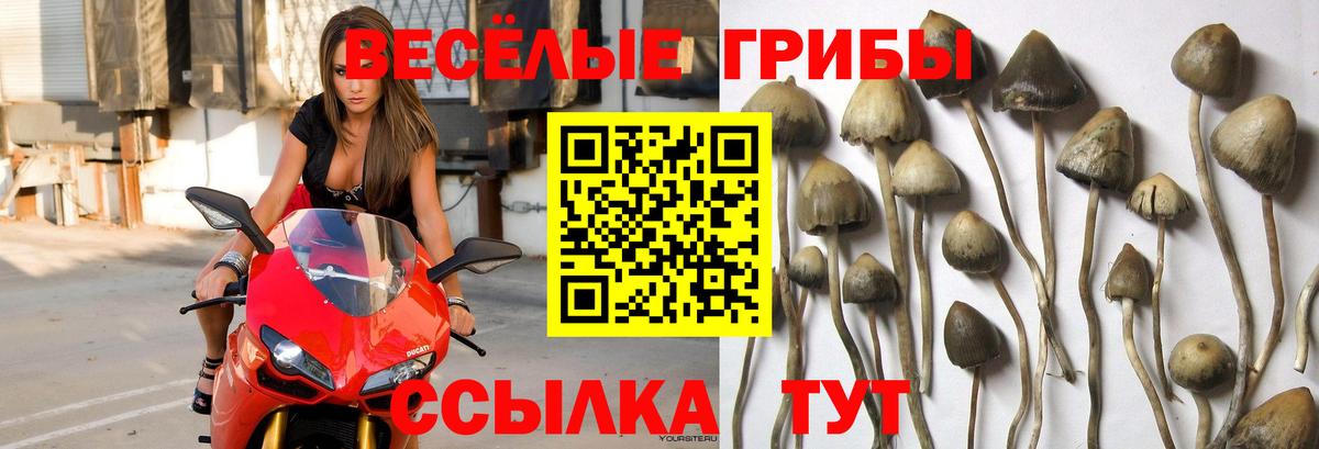Галлюциногенные грибы мицелий Ноябрьск